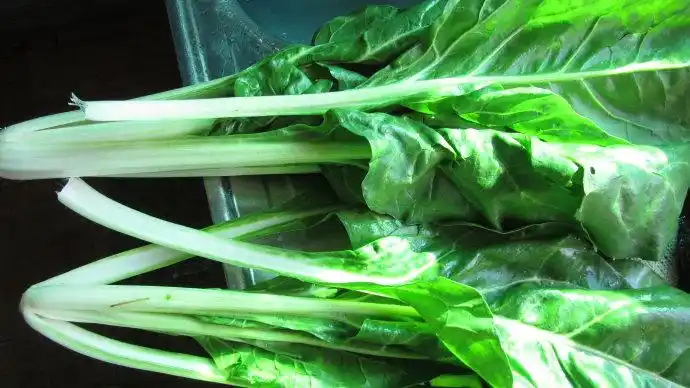 农村这种"猪婆菜",以前是喂猪的,如今却成了备受欢迎的美食!