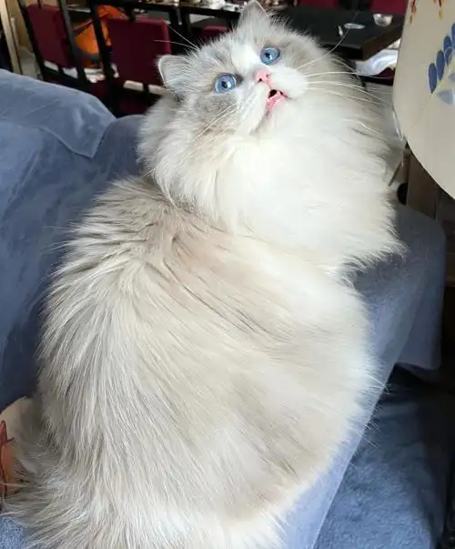 颜值这块还是能打的#我的萌宠  #吸猫  #布偶猫  #又该减肥了  #蓝双