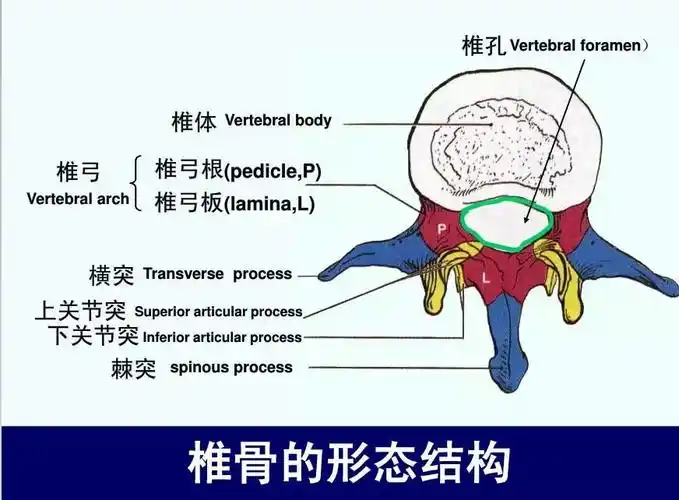 脊柱腰段的相关解剖(图解)