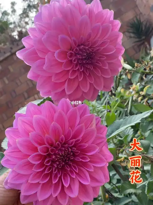 大丽花种植