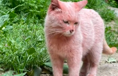 "撞见一只粉猫,以为有人虐猫了,结果…噗哈哈哈!