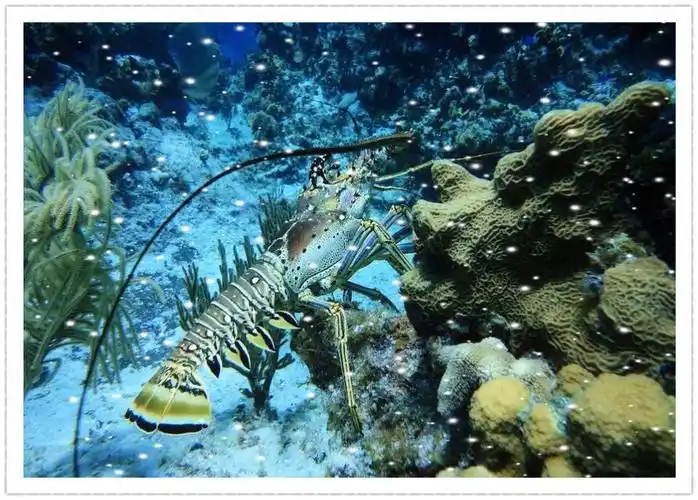 【橙子老师】周六art 2课程《海底的龙虾》