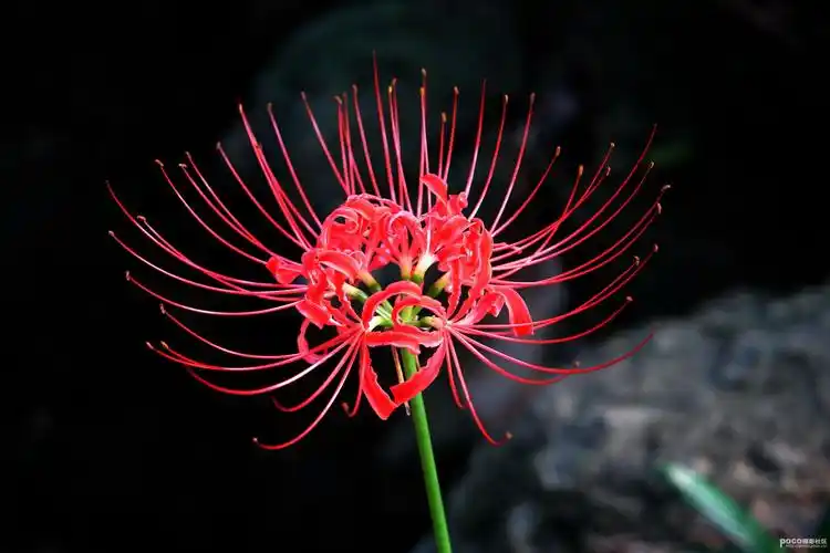 求曼珠沙华清晰图片