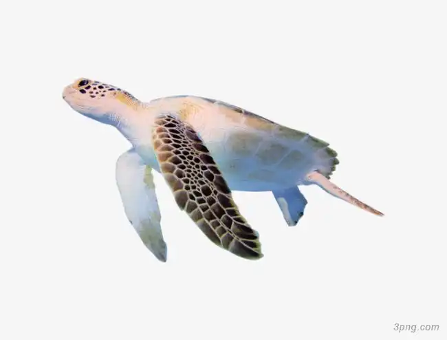 海龟png素材透明免抠图片其他元素