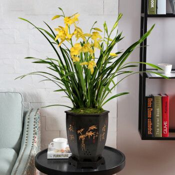 室内名贵花卉排名(室内名贵花卉排名价格) - 123植物网