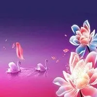 天鹅头像图片唯美_微信头像图片大全