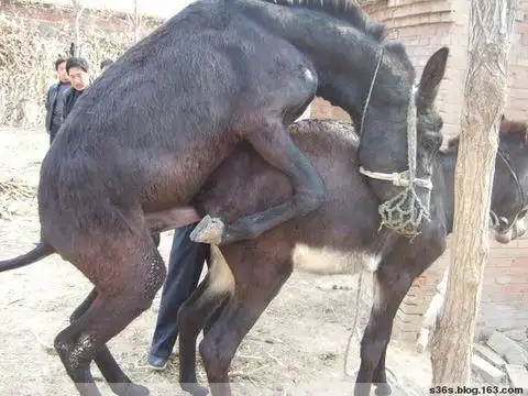 改良肉驴价格商品大图