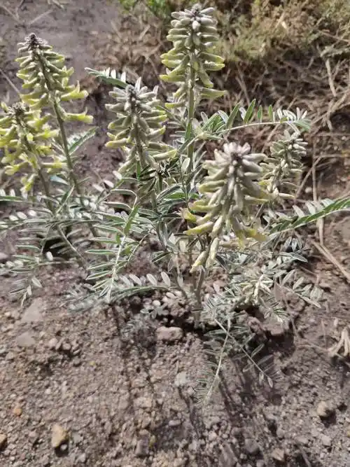 中药资源普查野外日志3——寻觅那一抹芬芳之补采与补拍