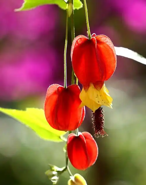 灯笼花开似灯笼.