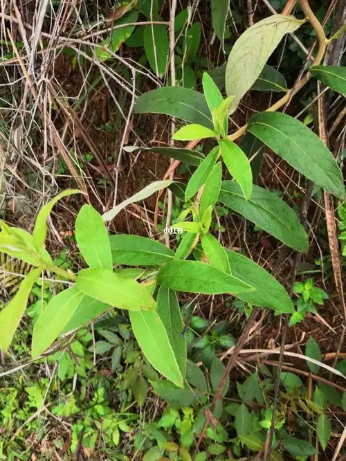 治口腔溃疡的草药我们这里叫白背茶