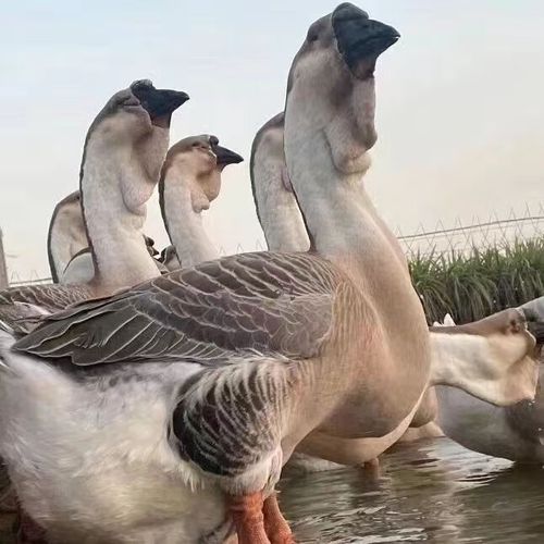大种灰狮头鹅(可长40斤) 买10加6(发16)公母可选