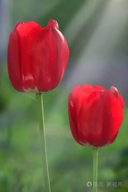 公园里的一群红色郁金香春天的风景