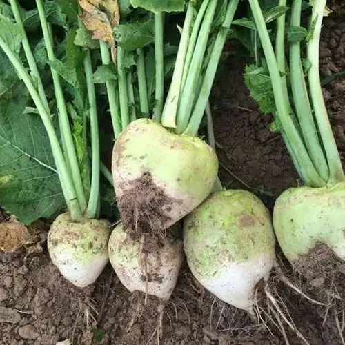 甜菜头大全——其他用品