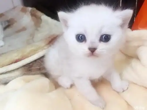 可爱英短银渐层宝宝