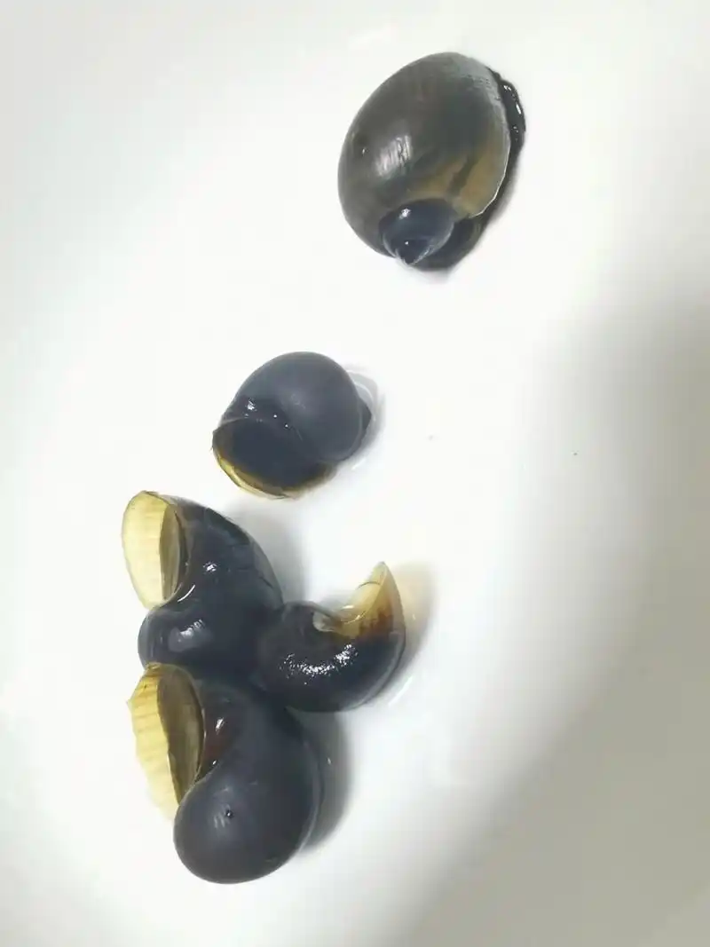 小溪里抓的螺丝,能吃吗?