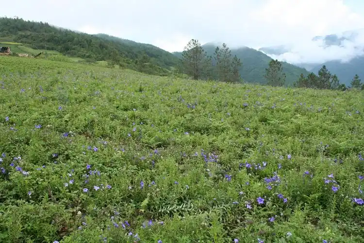 >> 文章内容 >> 桔梗的种植技术具体都有哪些  桔梗种植方法问:第一次