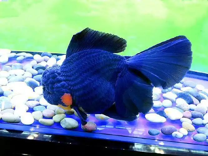 福州金鱼掠影·(2)精品篇