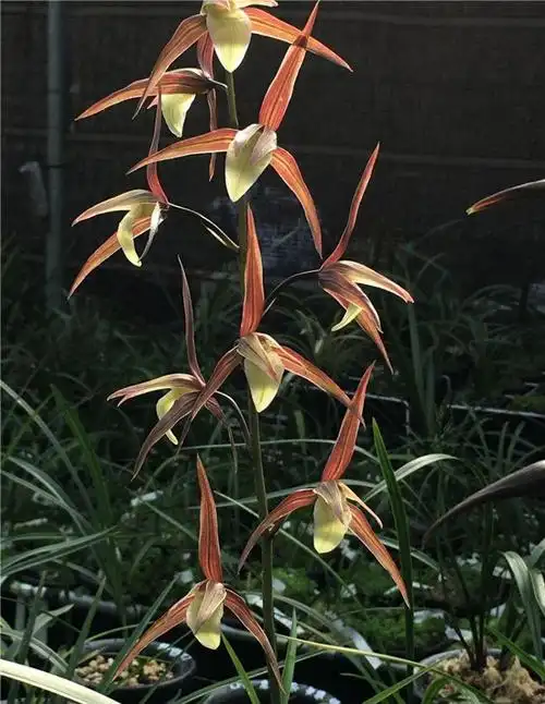 大叶寒兰红花素心,真正的红花黄舌纯净素