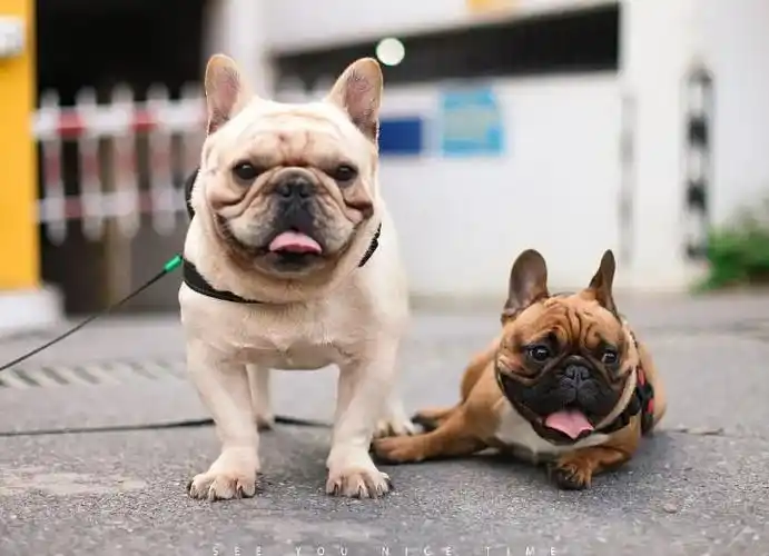 法国斗牛犬图片大全