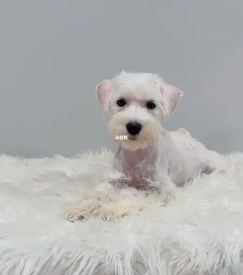 纯白雪纳瑞特价活动 $1100 9315上门看