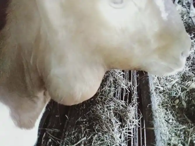 老师你好羊脖子上起大包硬邦邦的该怎么处理该怎么预防