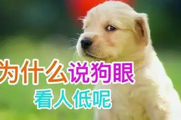 狗眼看人低_百度视频搜索