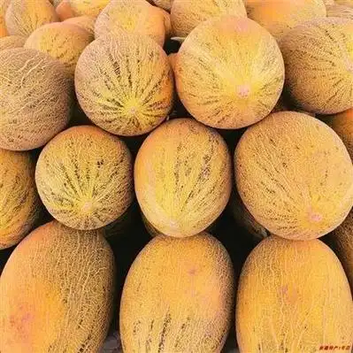 红心脆哈密瓜产地价格