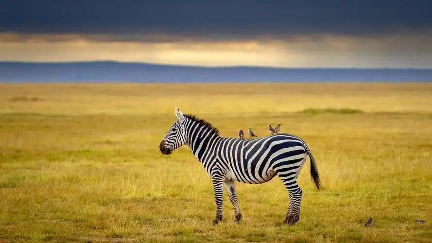 肯尼亚掠影 --田野2018.7月 - 美篇