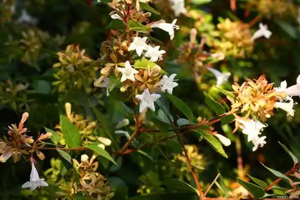 檀香木花怎么养?