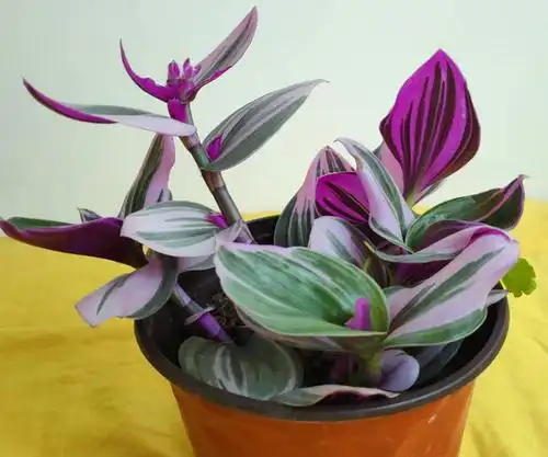 如果你喜欢吊兰,这个紫色叶子的吊兰应该也适合你养!