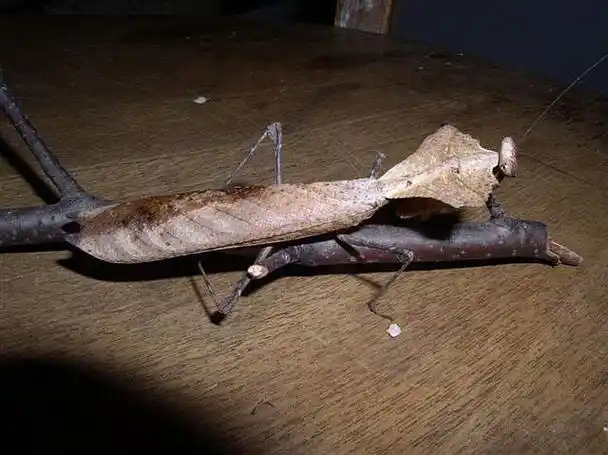 p>勾背枯叶螳螂,学名deroplatys desiccata,是来自马来西亚的大螳螂