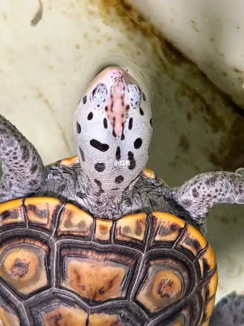 持证合法饲养  #德州钻纹龟  #钻纹龟  #永隆钻纹