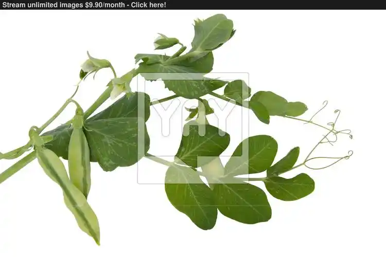fresh green peas with leaves and flowers