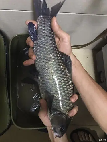 像鲫鱼的头 黑草鱼的身