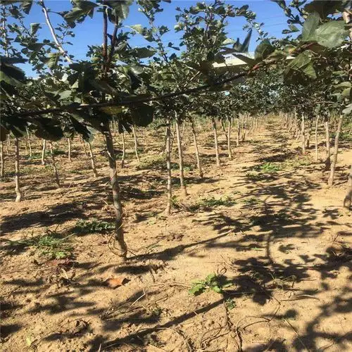 无籽山楂苗 口感怡甜