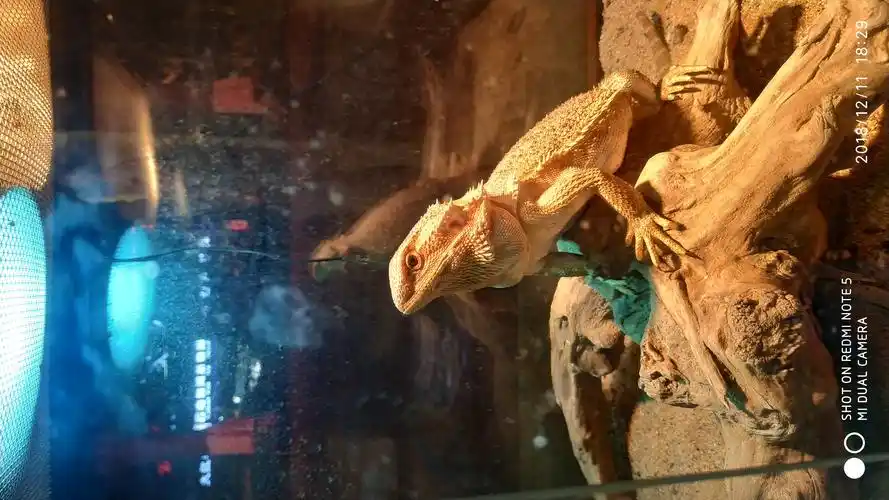 别人家养的蜥蜴