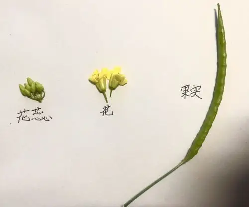 哦,原来一株油菜花上开花顺序不一样的,有的已经是果实,有的正灿烂