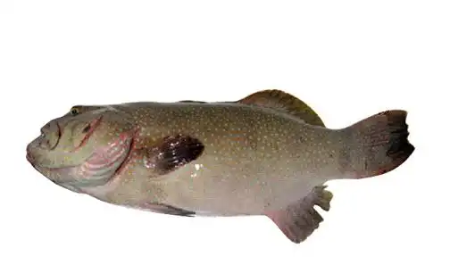 深圳市彭成海产有限公司-让中国人吃上放心海鲜