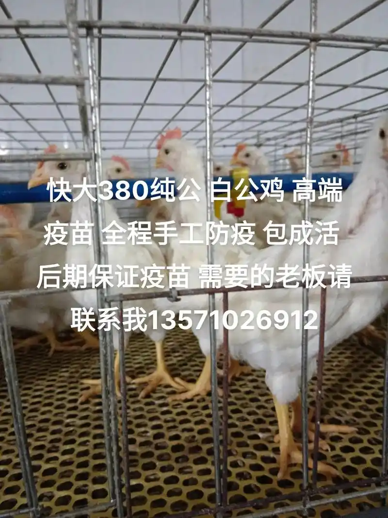 快大380纯公白公鸡高端疫苗全程手工防疫包成活后期保证疫苗需 - 抖音