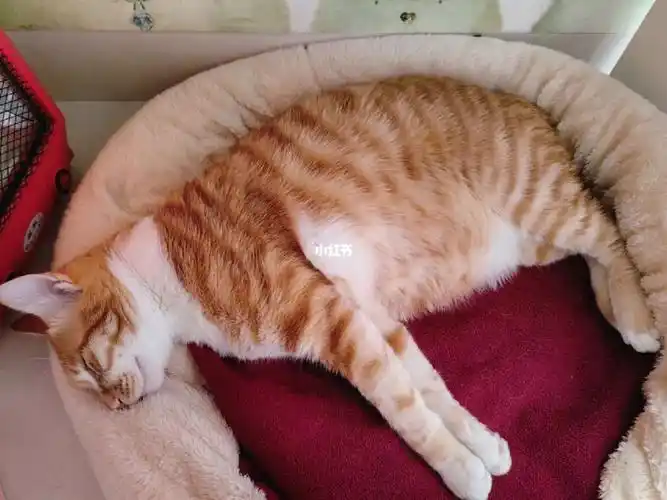 我家胖墩12斤,会不会太胖了#橘猫  #体重