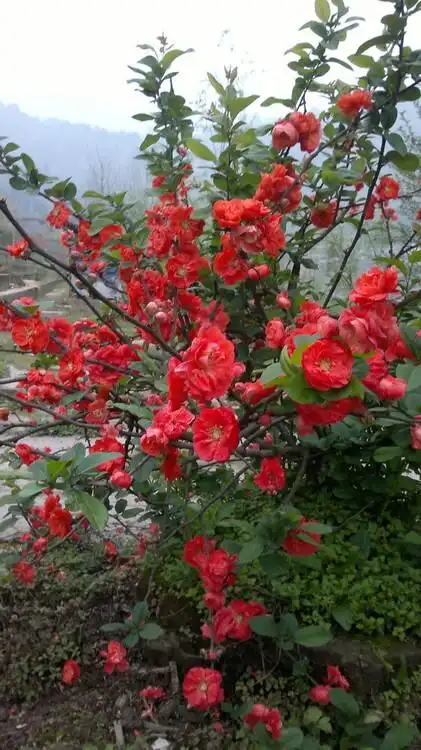 东方富贵王子辽宁凤城富贵王子海棠富贵王子海棠苗圃