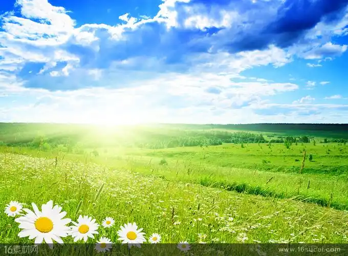 蓝天白云下的绿草地和花朵高清图片
