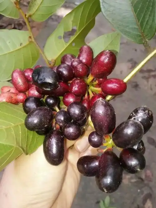 好吃的野果,不知道书名,我们海南话就叫"牛抛汤",不是所有海南人都能