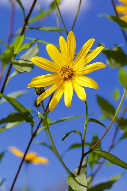 鹅花,花,植物,自然_自然风景_图库_素材_回车素材