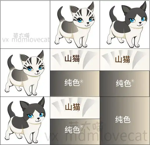 五分钟 布偶猫遗传知识全知道