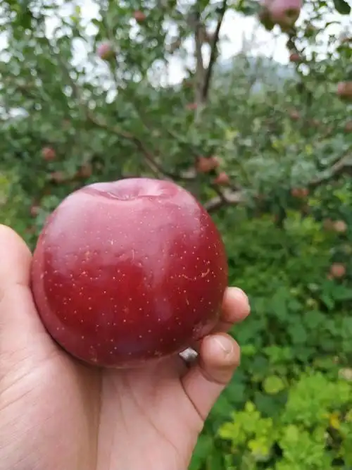 小凉山宁蒗丑苹果(糖心苹果)