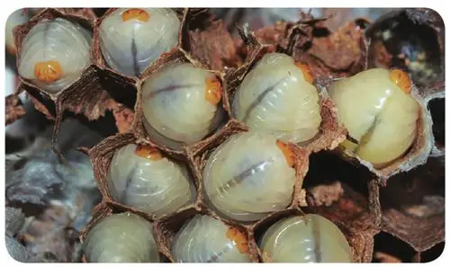 昆虫的幼虫若虫和稚虫有什么区别