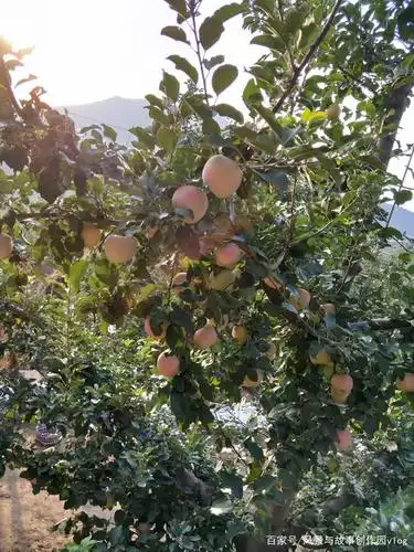 南方的孩子,很少见过结果的苹果树吧?一起来看看吧