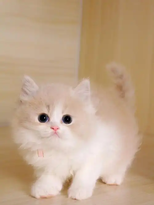 乳白高地长毛弟弟杭州猫舍