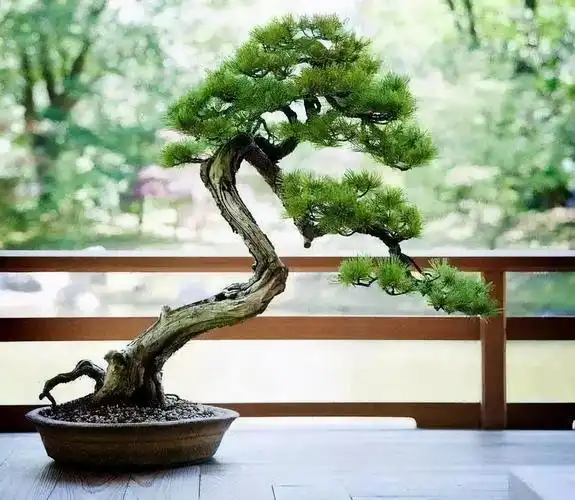 松树盆景养护与管理(从零学会的松树盆景造型技艺)